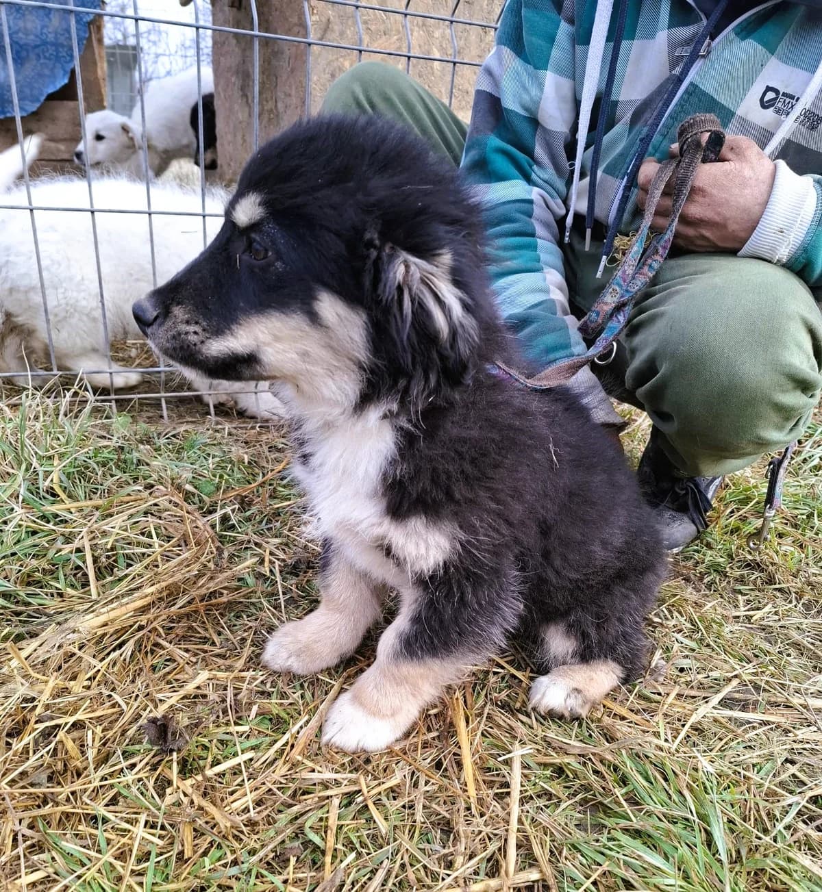 Enya, female Mixed Breed for adoption at Glückshunde Schweiz, Glueckshunde photo 6