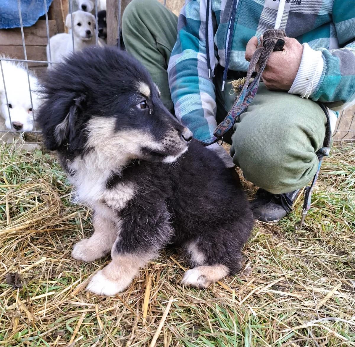 Enya, female Mixed Breed for adoption at Glückshunde Schweiz, Glueckshunde photo 7