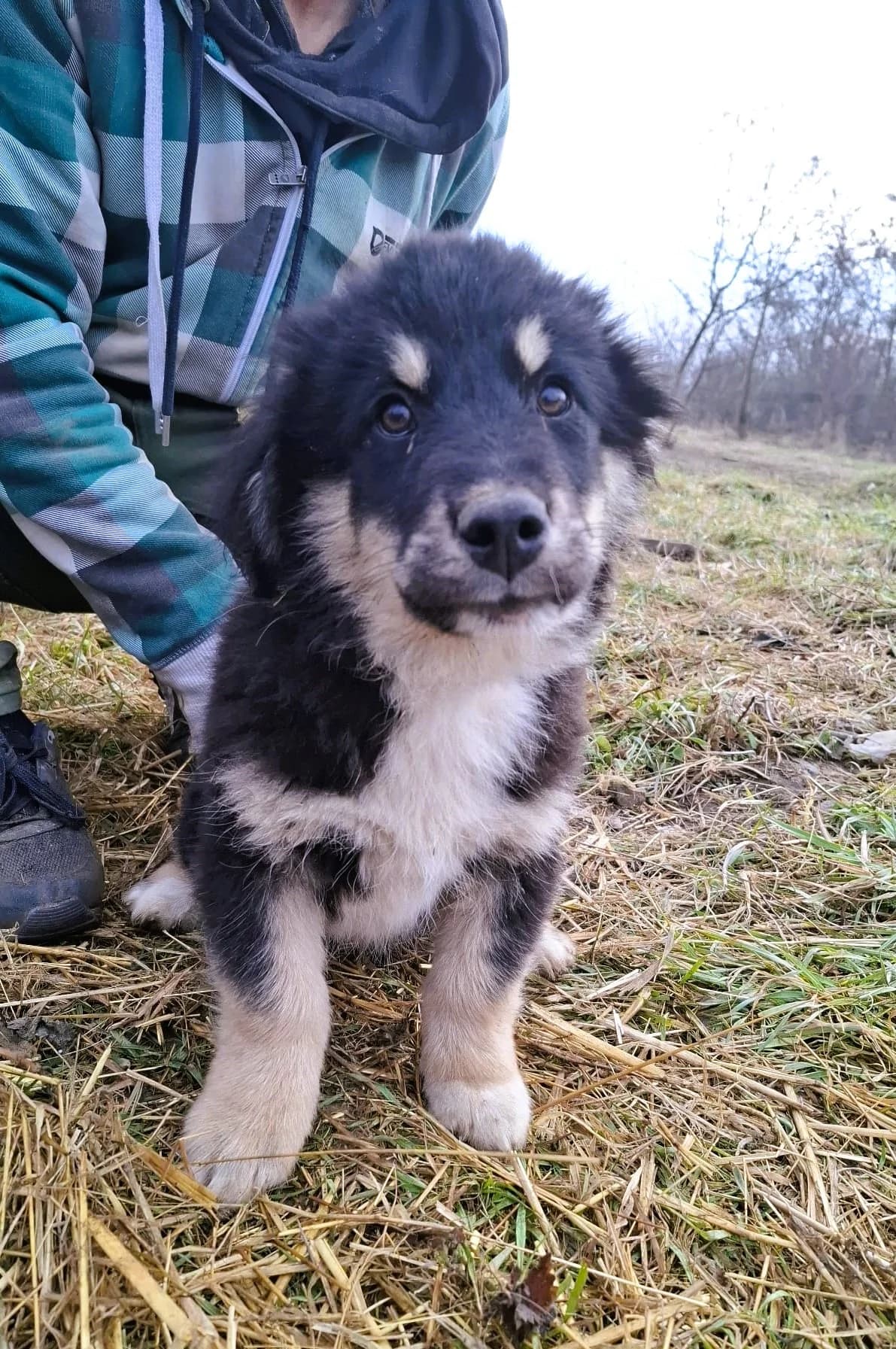 Enya, female Mixed Breed for adoption at Glückshunde Schweiz, Glueckshunde photo 8