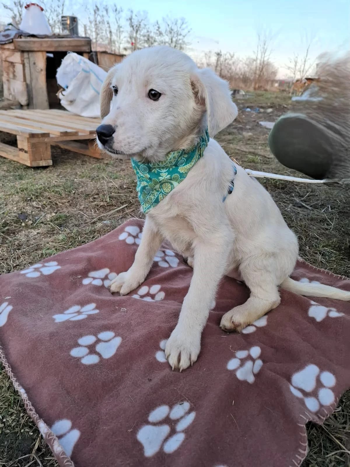 Erica, female Mixed Breed for adoption at Glueckshunde