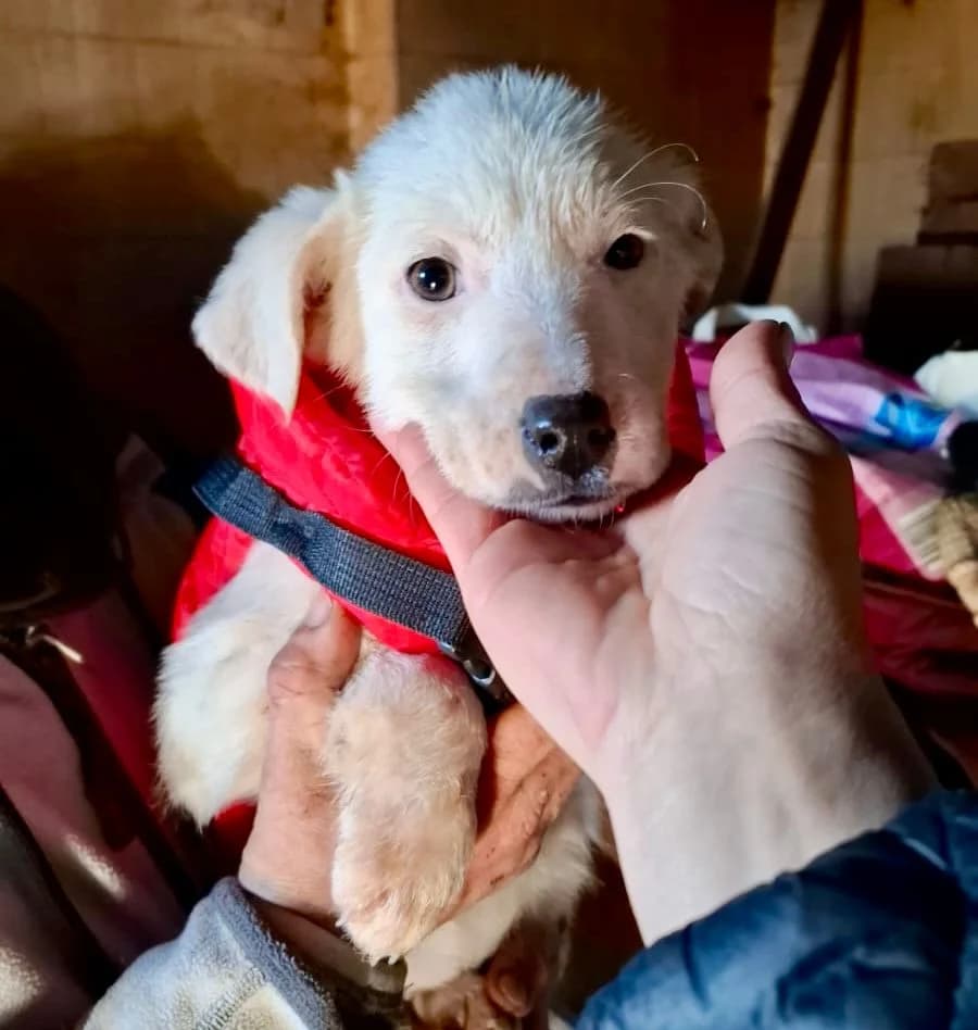 Erica, female Mixed Breed for adoption at Glückshunde Schweiz, Glueckshunde photo 2