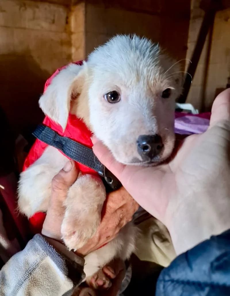 Erica, female Mixed Breed for adoption at Glückshunde Schweiz, Glueckshunde photo 3