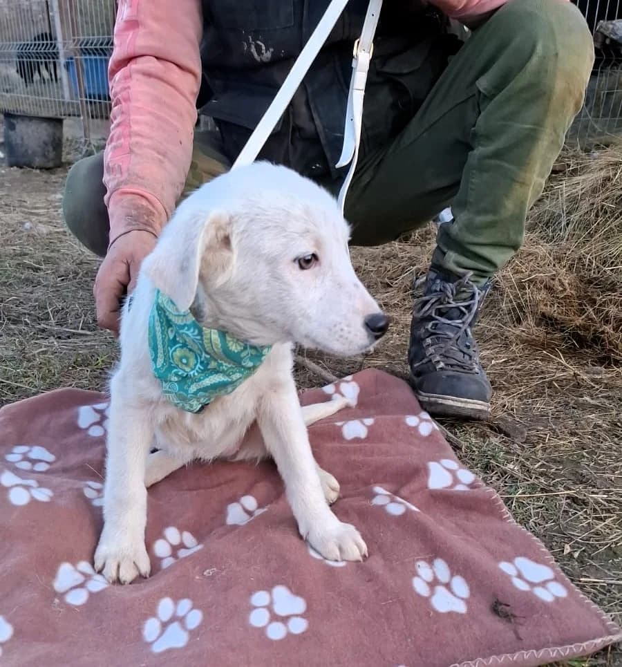 Erica, female Mixed Breed for adoption at Glückshunde Schweiz, Glueckshunde photo 4