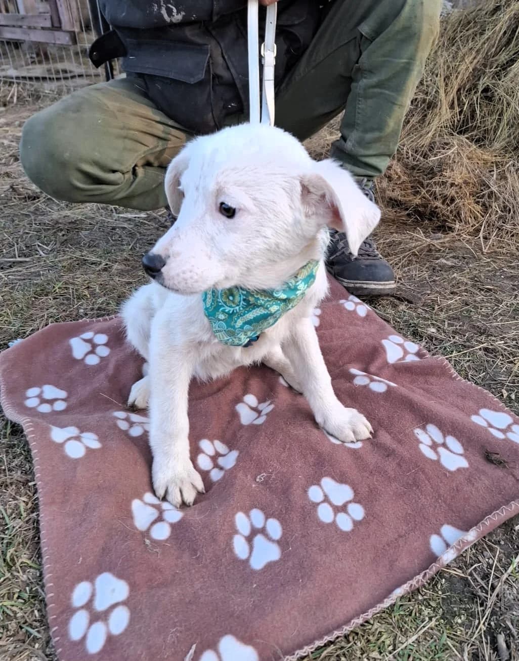 Erica, female Mixed Breed for adoption at Glückshunde Schweiz, Glueckshunde photo 5