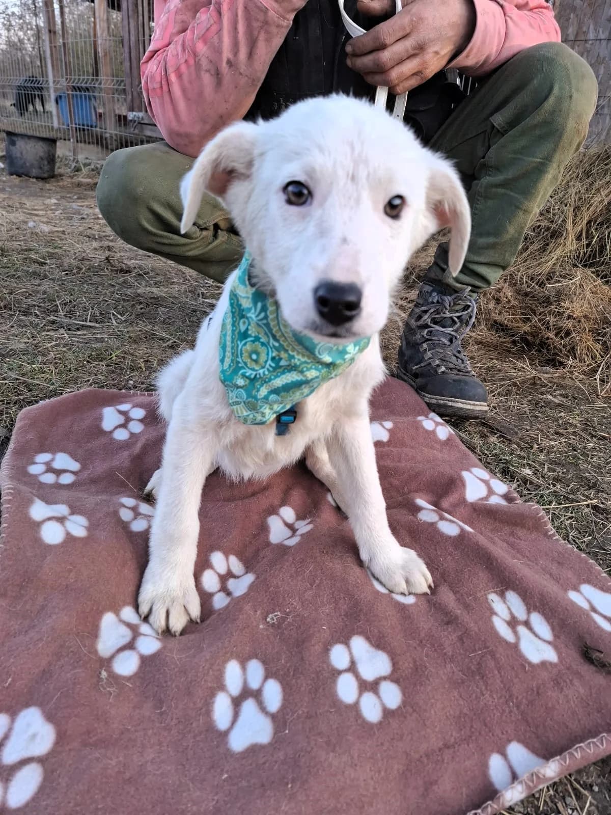 Erica, female Mixed Breed for adoption at Glückshunde Schweiz, Glueckshunde photo 6