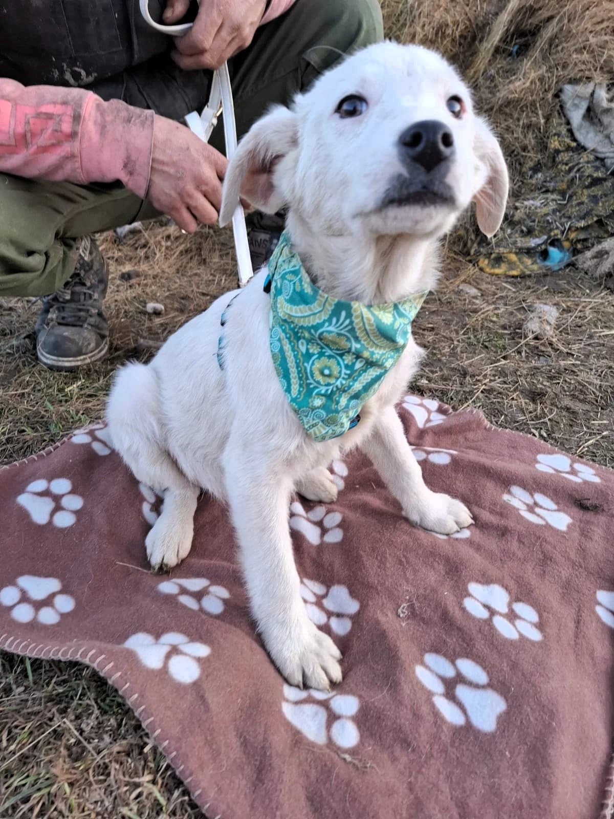 Erica, female Mixed Breed for adoption at Glückshunde Schweiz, Glueckshunde photo 7