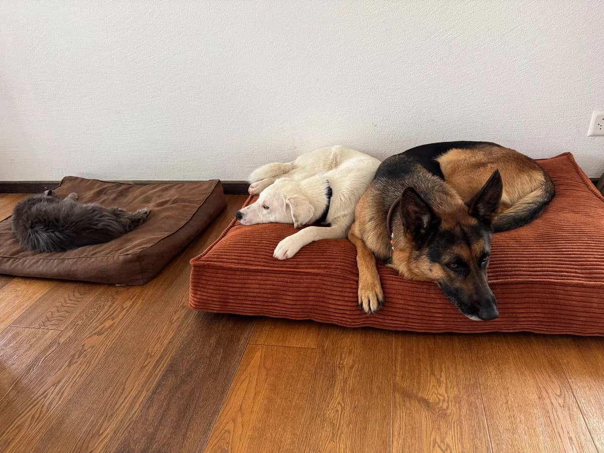 Erica, female Mixed Breed for adoption at Glückshunde Schweiz, Glueckshunde photo 8