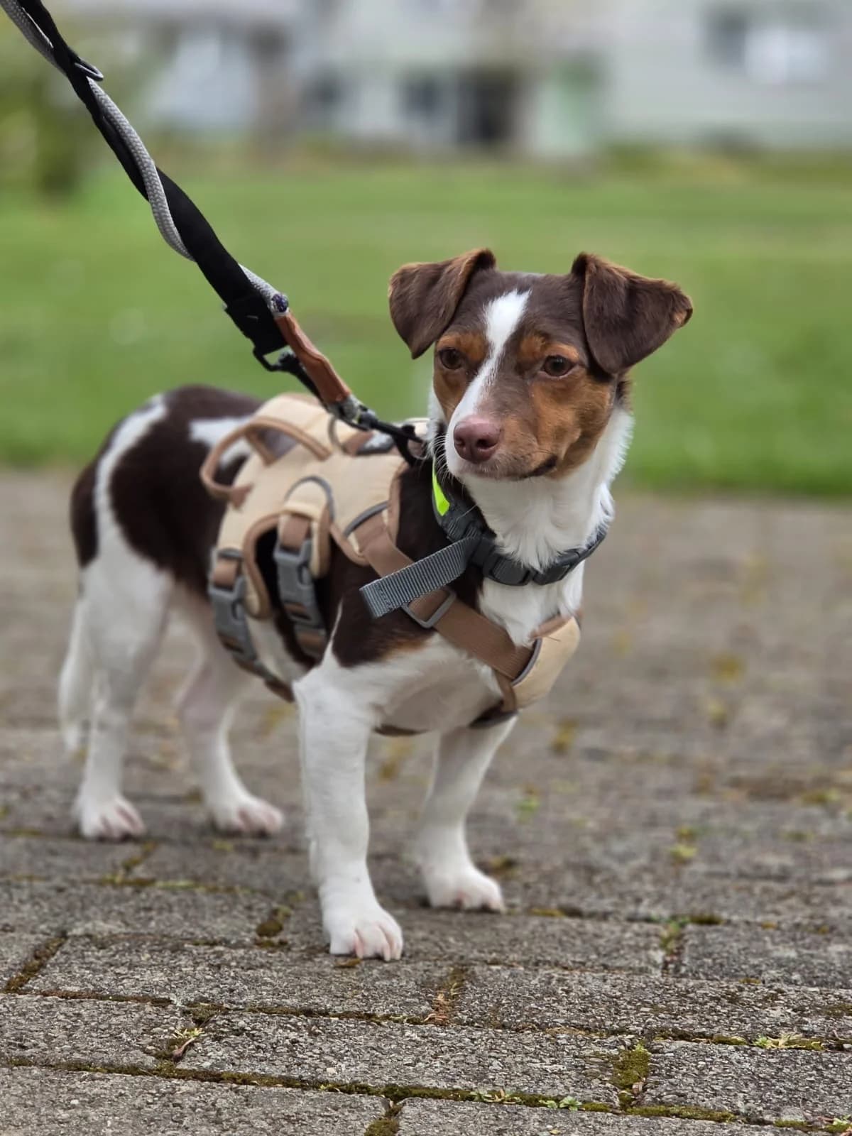 Felice, Mixed Breed (Glückshunde Schweiz)