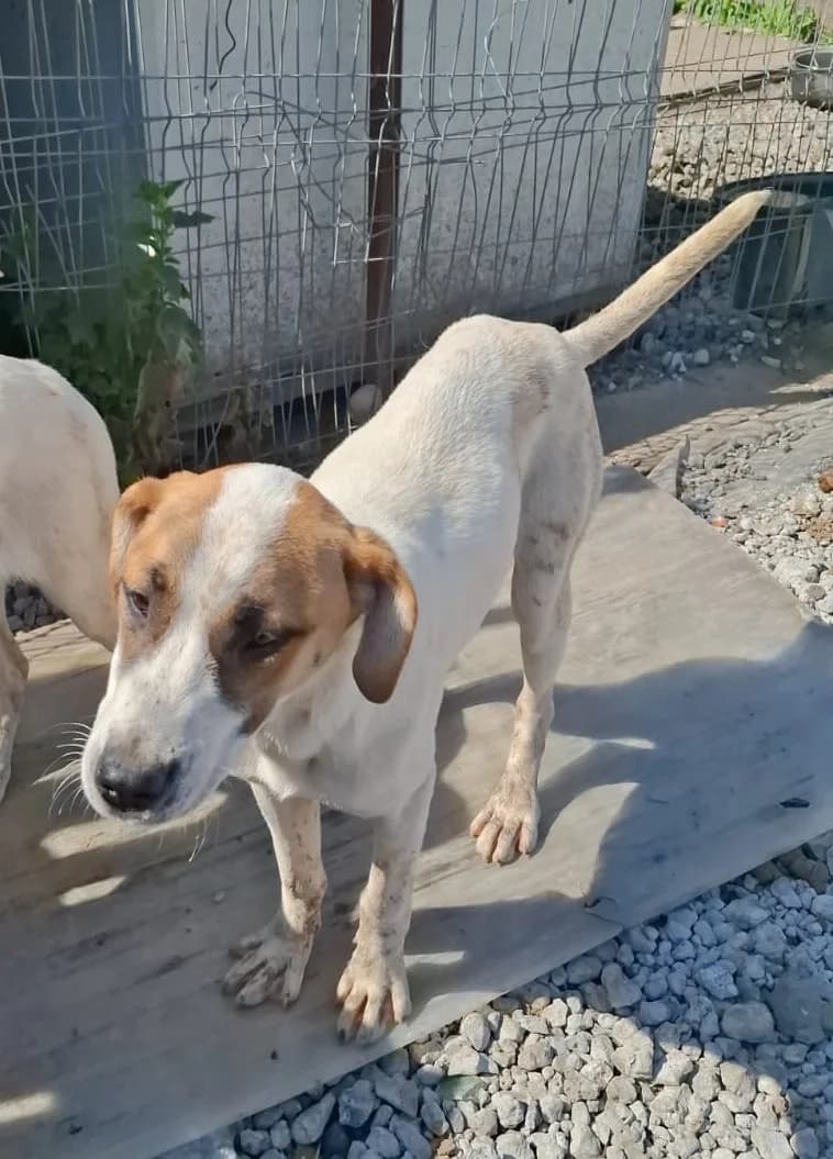 Fely, female puppy Mixed Breed for adoption at Glückshunde Schweiz, Glueckshunde