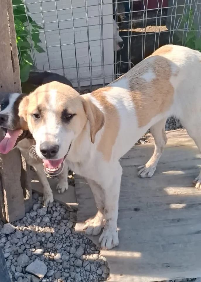 Fina, female puppy Mixed Breed for adoption at Glückshunde Schweiz, Glueckshunde