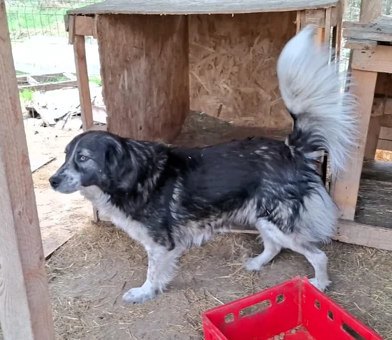 Francesca, female Mixed Breed for adoption at Glueckshunde