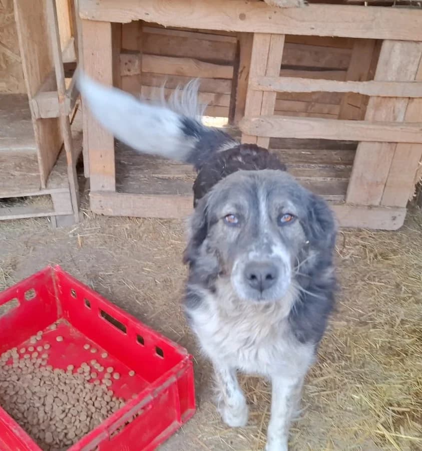 Francesca, female Mixed Breed for adoption at Glückshunde Schweiz, Glueckshunde photo 2