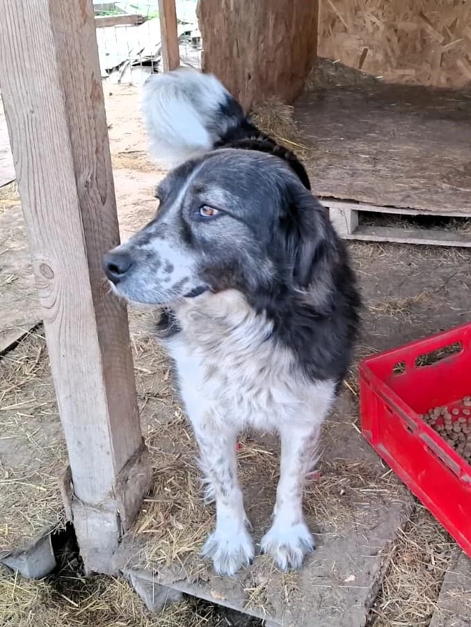 Francesca, female Mixed Breed for adoption at Glückshunde Schweiz, Glueckshunde photo 3