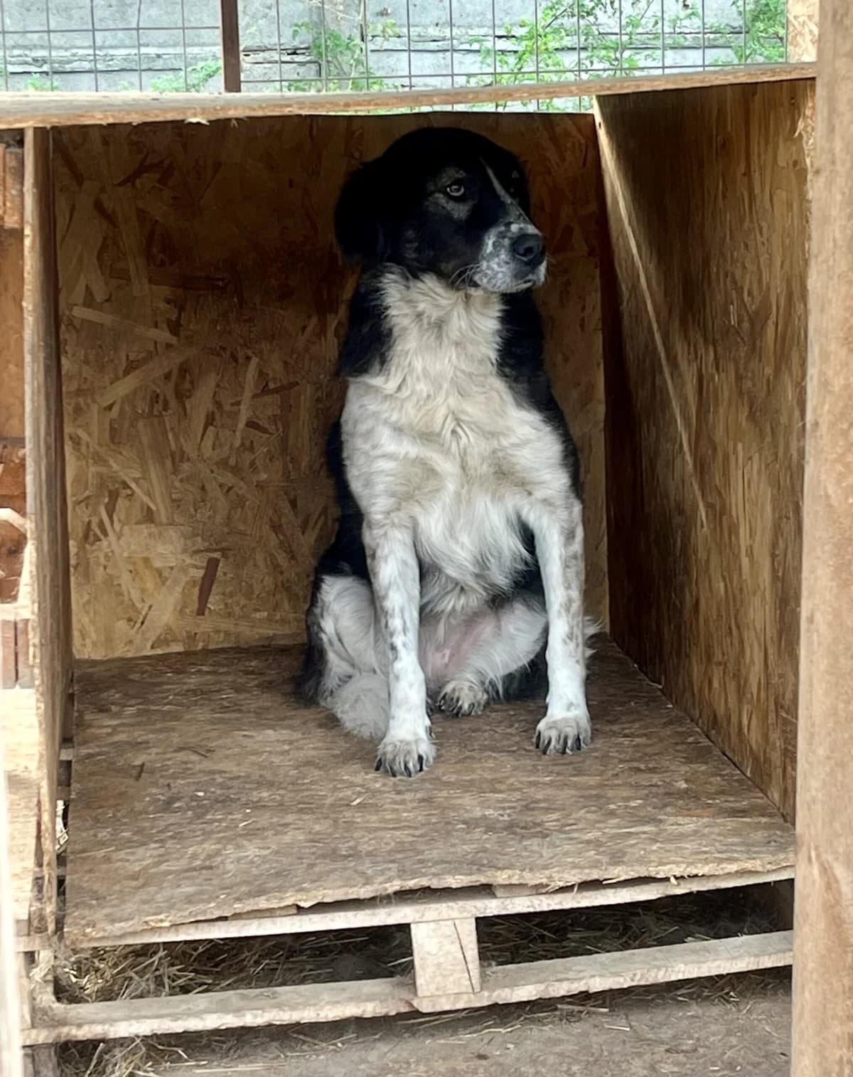Francesca, female Mixed Breed for adoption at Glückshunde Schweiz, Glueckshunde photo 4