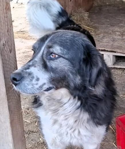Francesca, female Mixed Breed for adoption at Glückshunde Schweiz, Glueckshunde photo 5