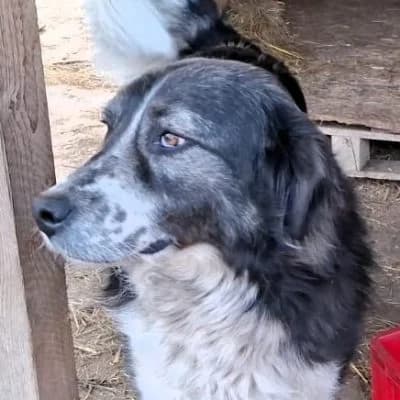 Francesca, female Mixed Breed for adoption at Glückshunde Schweiz, Glueckshunde photo 6