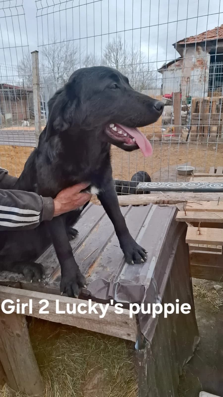 Gina, female Mixed Breed for adoption at Glückshunde Schweiz, Glueckshunde photo 2