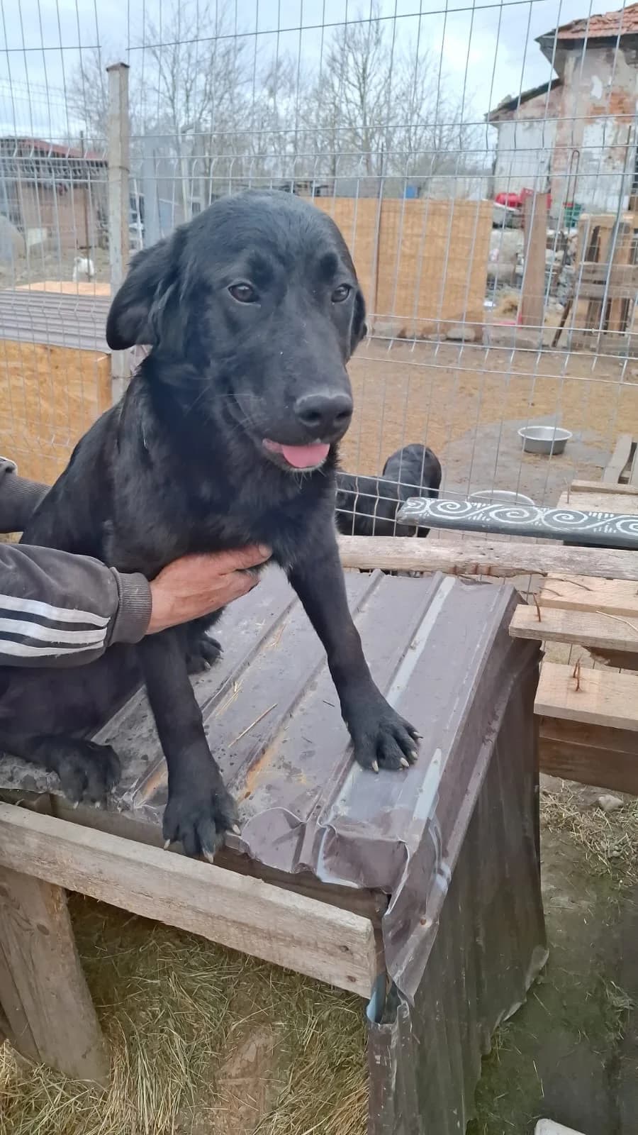 Gina, female Mixed Breed for adoption at Glückshunde Schweiz, Glueckshunde photo 3