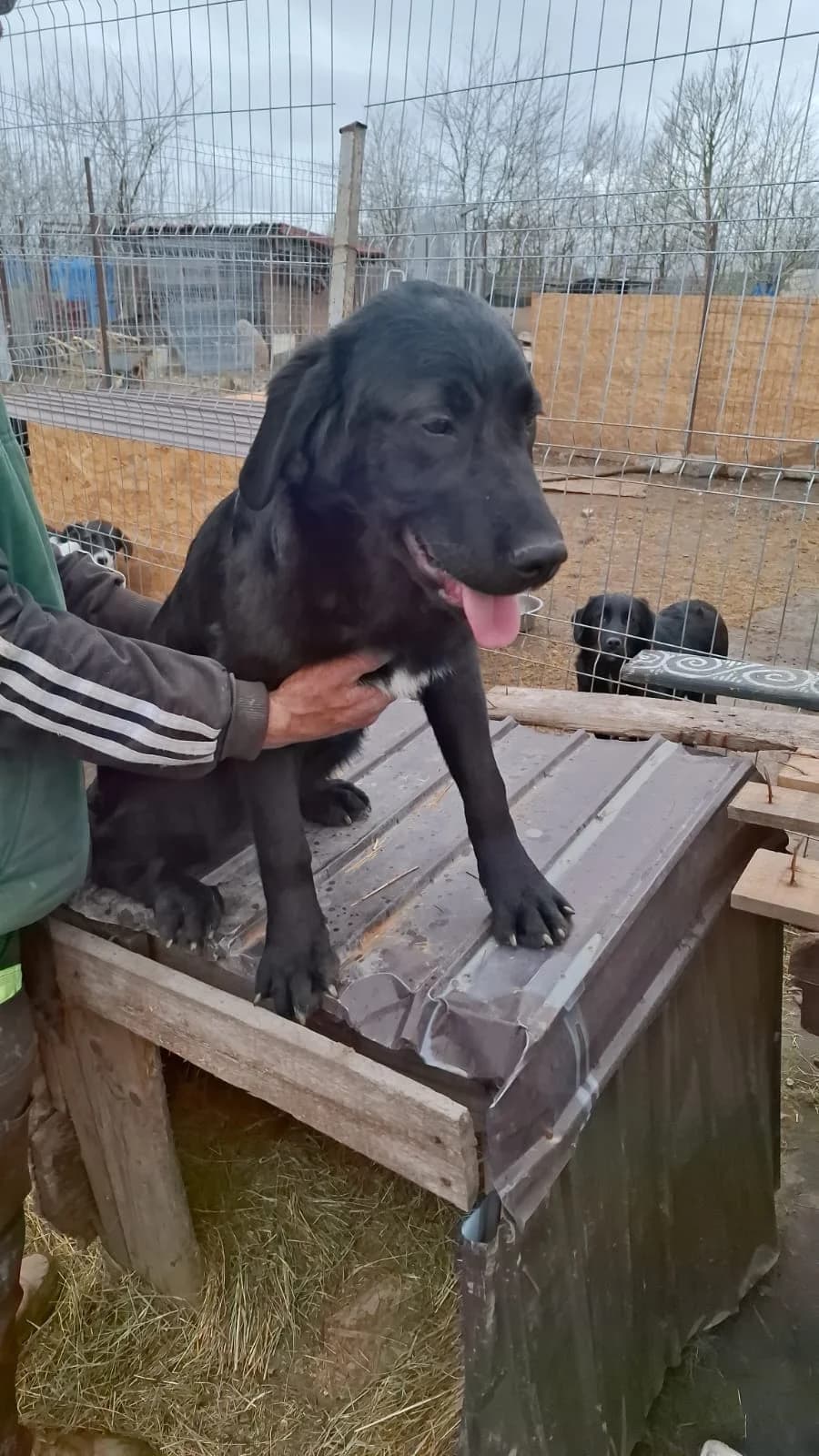 Gina, female Mixed Breed for adoption at Glückshunde Schweiz, Glueckshunde photo 4