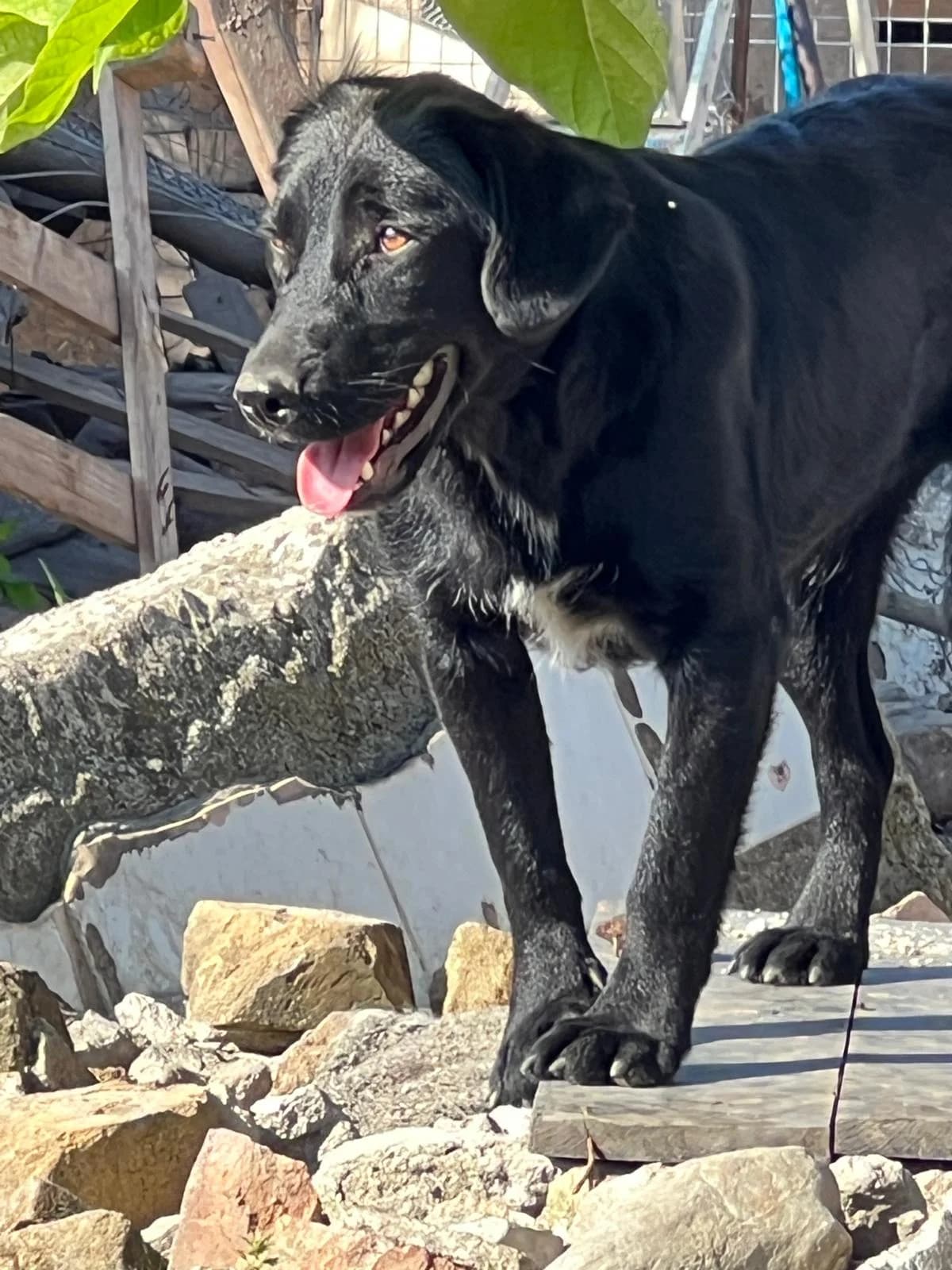 Gina, female Mixed Breed for adoption at Glückshunde Schweiz, Glueckshunde photo 5