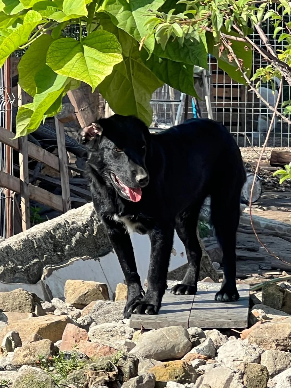 Gina, female Mixed Breed for adoption at Glückshunde Schweiz, Glueckshunde photo 6