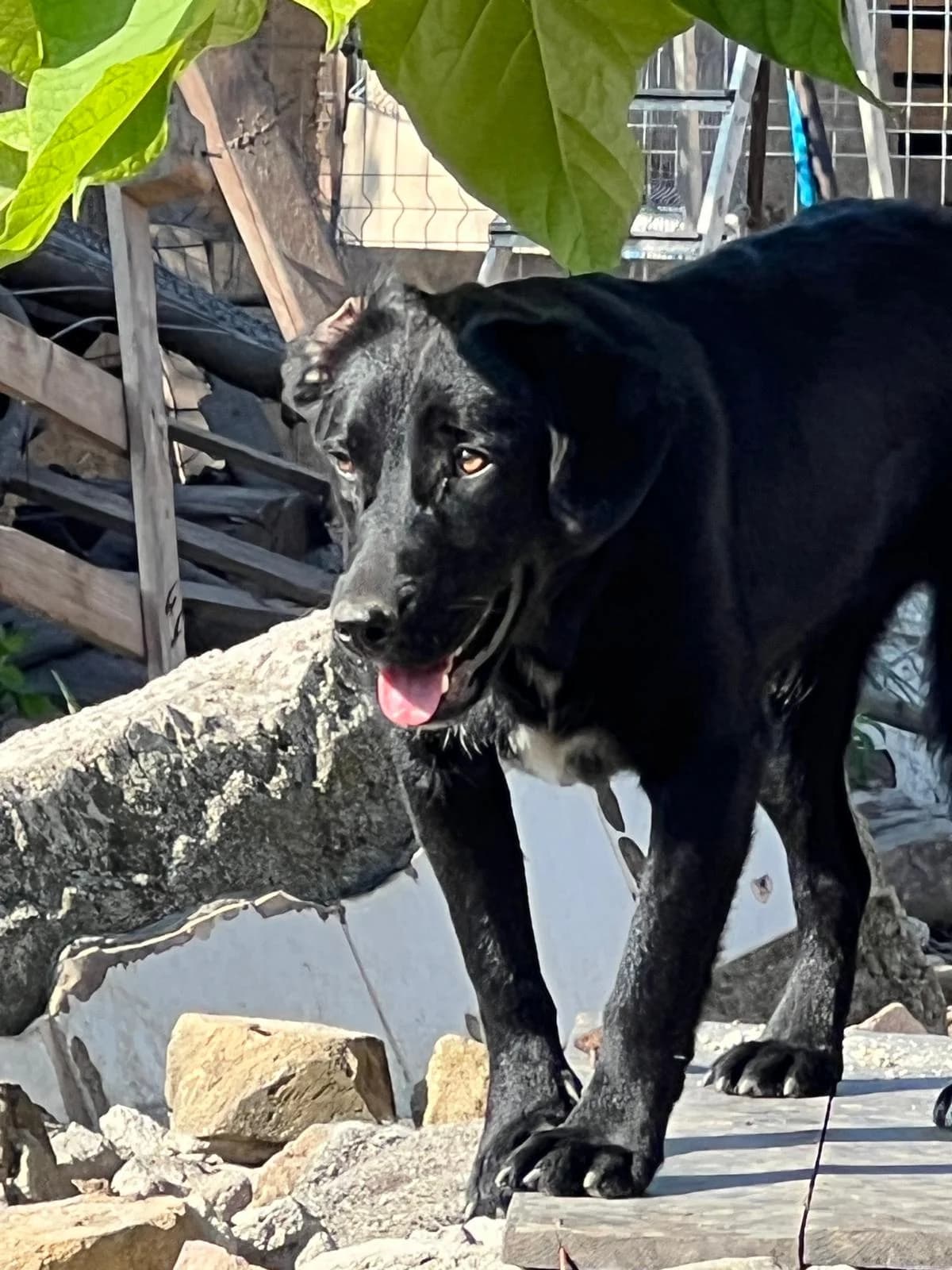 Gina, female Mixed Breed for adoption at Glückshunde Schweiz, Glueckshunde photo 7