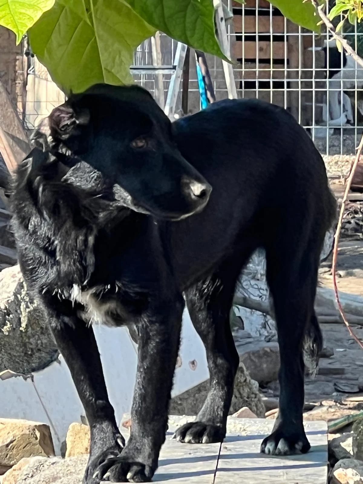 Gina, female Mixed Breed for adoption at Glückshunde Schweiz, Glueckshunde photo 8