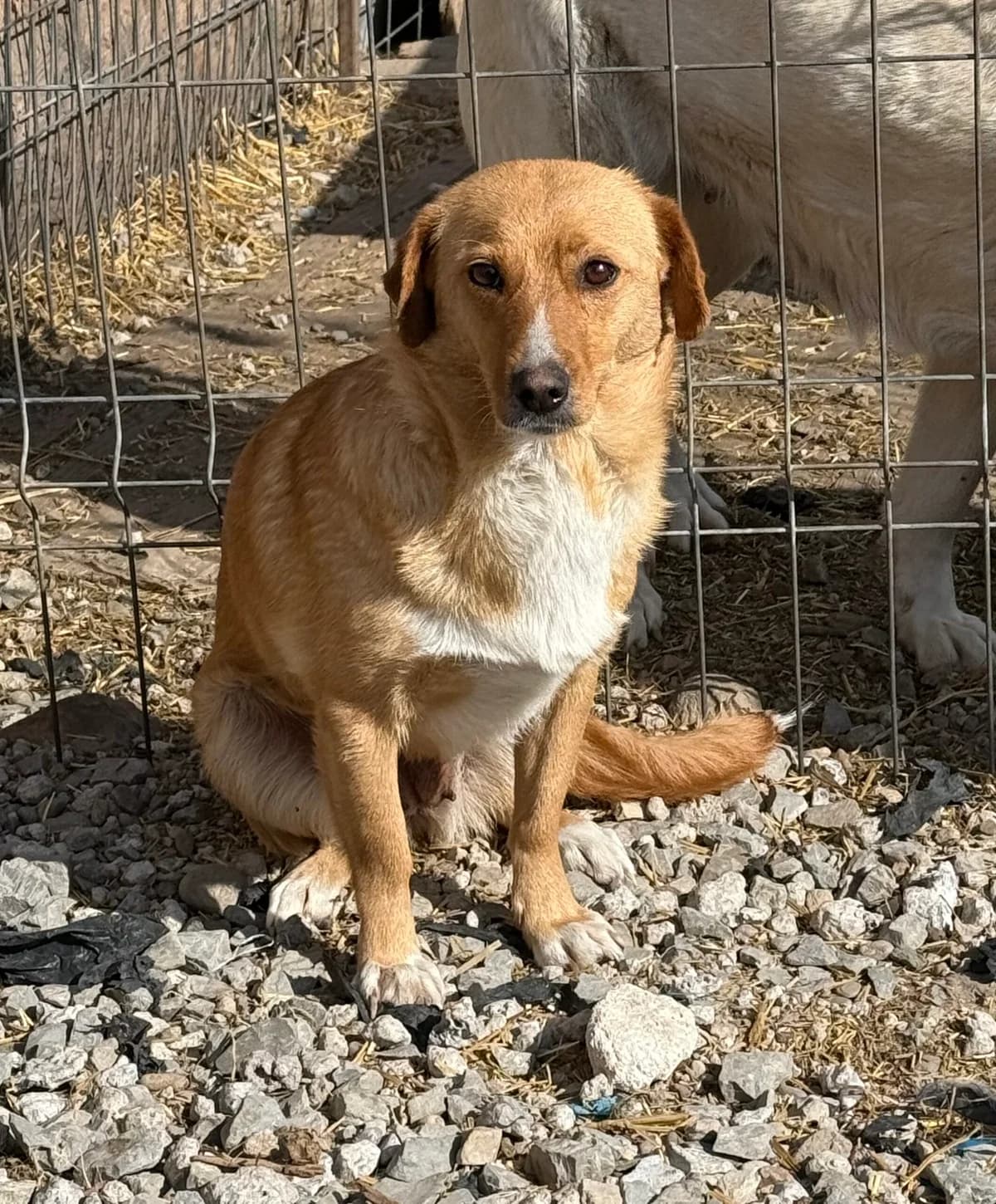 Hazel, female 3yo Mixed Breed for adoption at Glückshunde Schweiz, Glueckshunde
