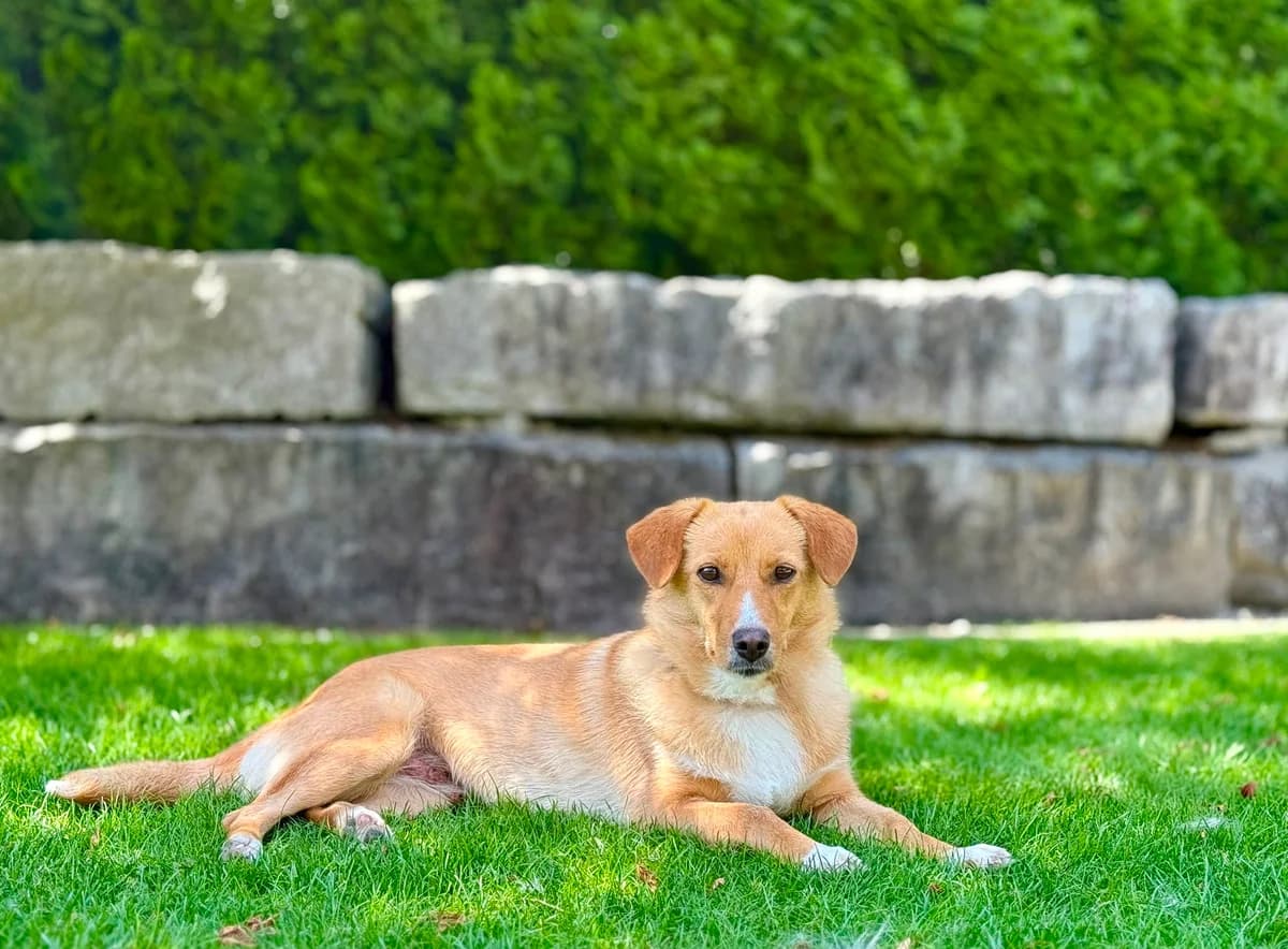 Hazel, female 3yo Mixed Breed for adoption at Glückshunde Schweiz, Glueckshunde