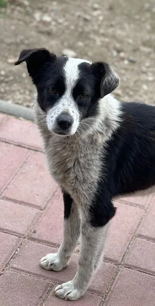 Holly, female Mixed Breed for adoption at Glueckshunde