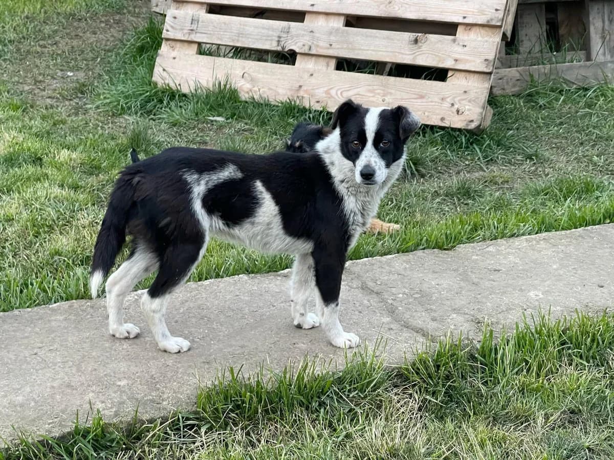 Holly, female Mixed Breed for adoption at Glückshunde Schweiz, Glueckshunde photo 2
