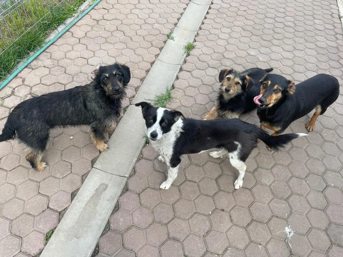 Holly, female Mixed Breed for adoption at Glückshunde Schweiz, Glueckshunde photo 3