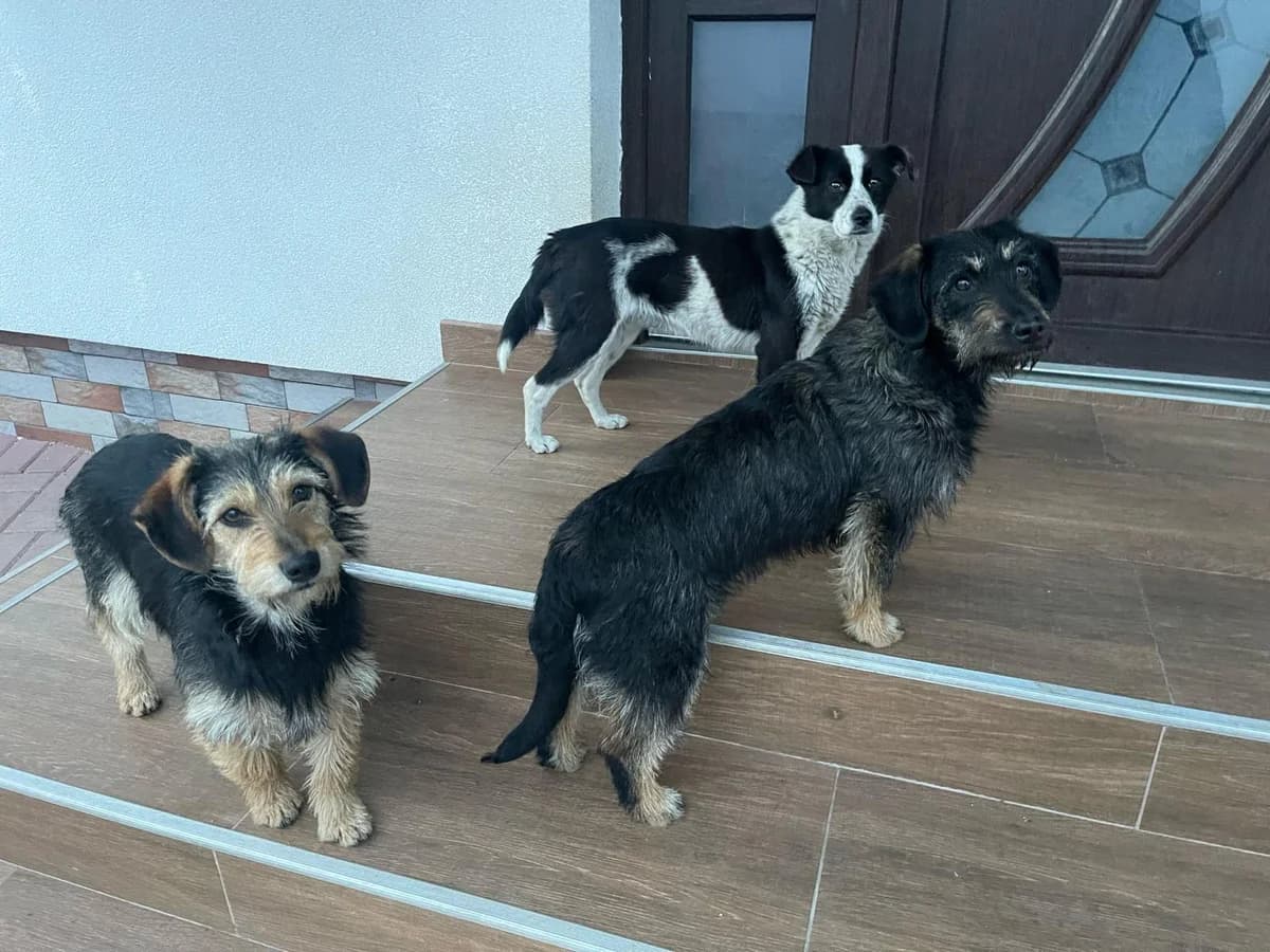 Holly, female Mixed Breed for adoption at Glückshunde Schweiz, Glueckshunde photo 4