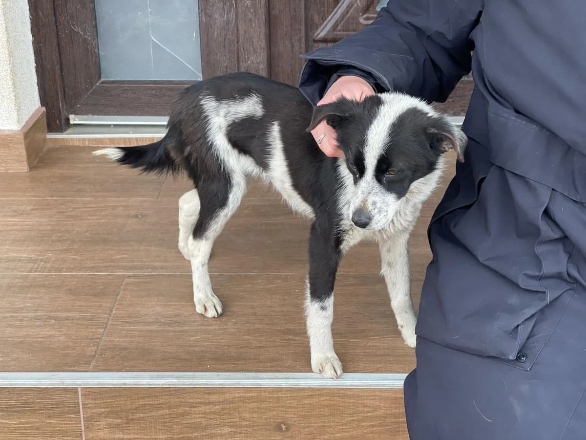 Holly, female Mixed Breed for adoption at Glückshunde Schweiz, Glueckshunde photo 5