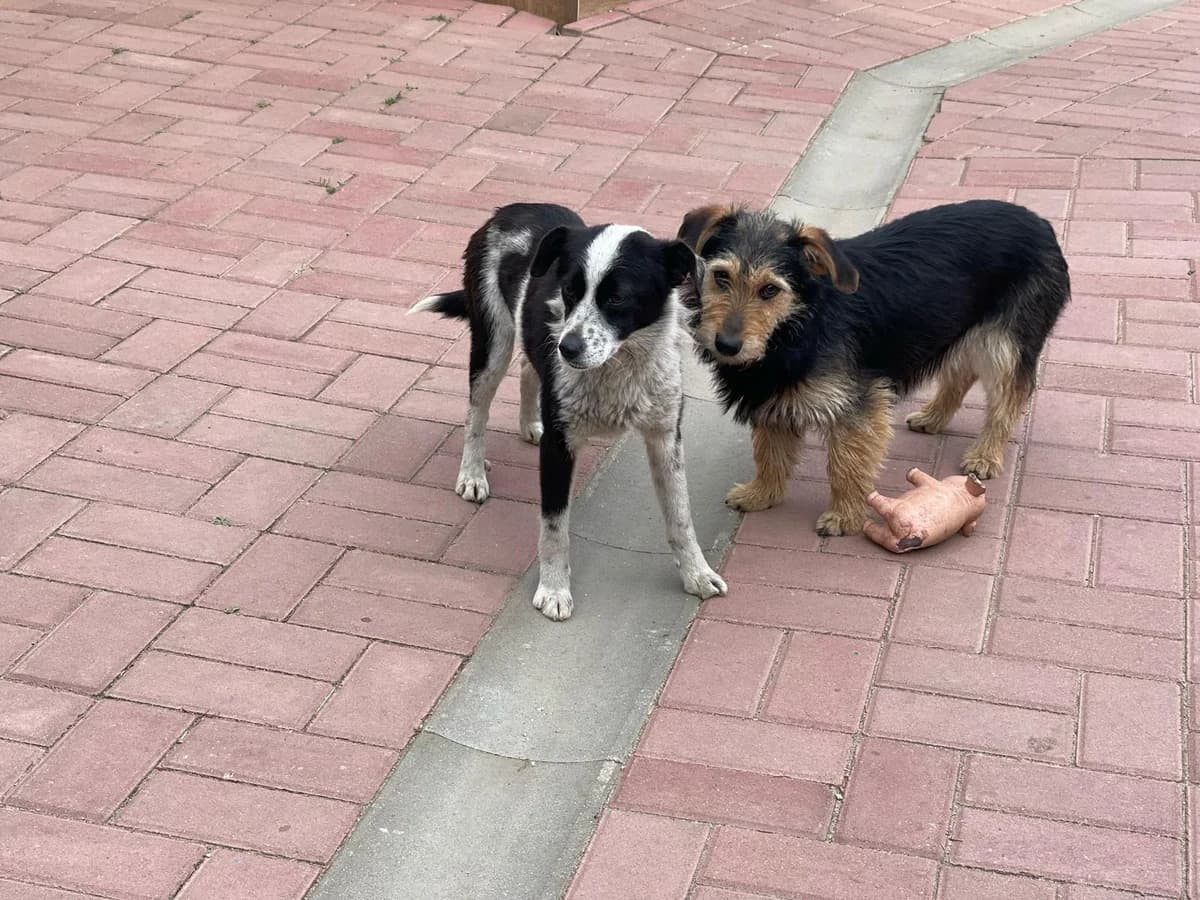 Holly, female Mixed Breed for adoption at Glückshunde Schweiz, Glueckshunde photo 6