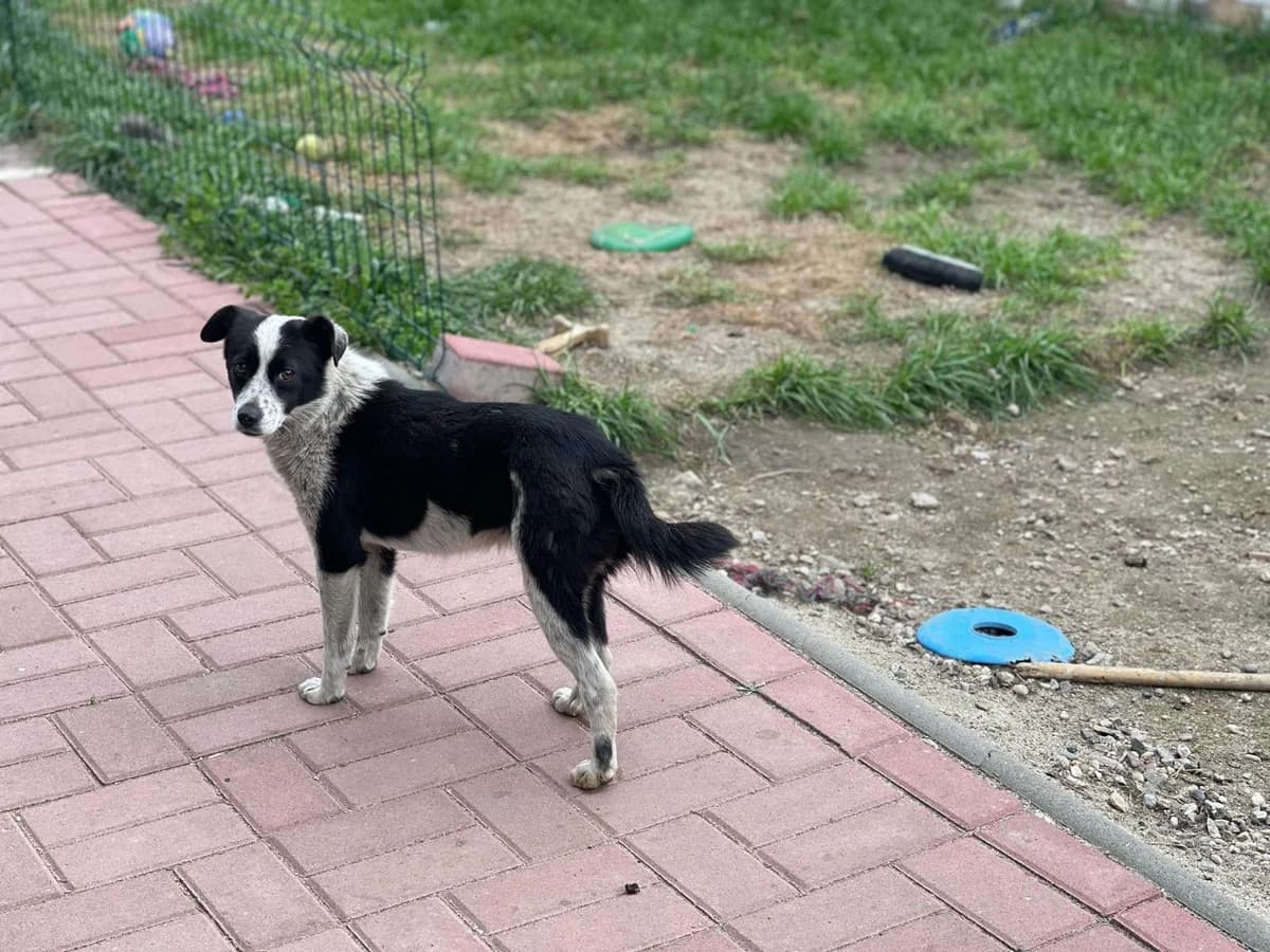 Holly, female Mixed Breed for adoption at Glückshunde Schweiz, Glueckshunde photo 7