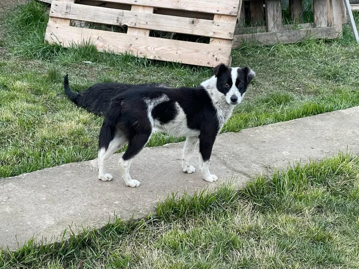Holly, female Mixed Breed for adoption at Glückshunde Schweiz, Glueckshunde photo 8