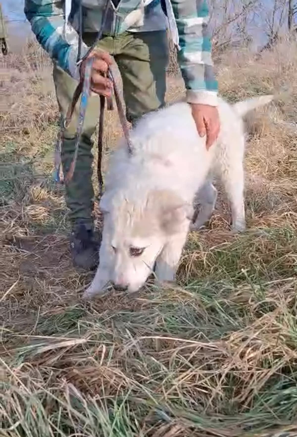 Jaro, male Mixed Breed for adoption at Glueckshunde
