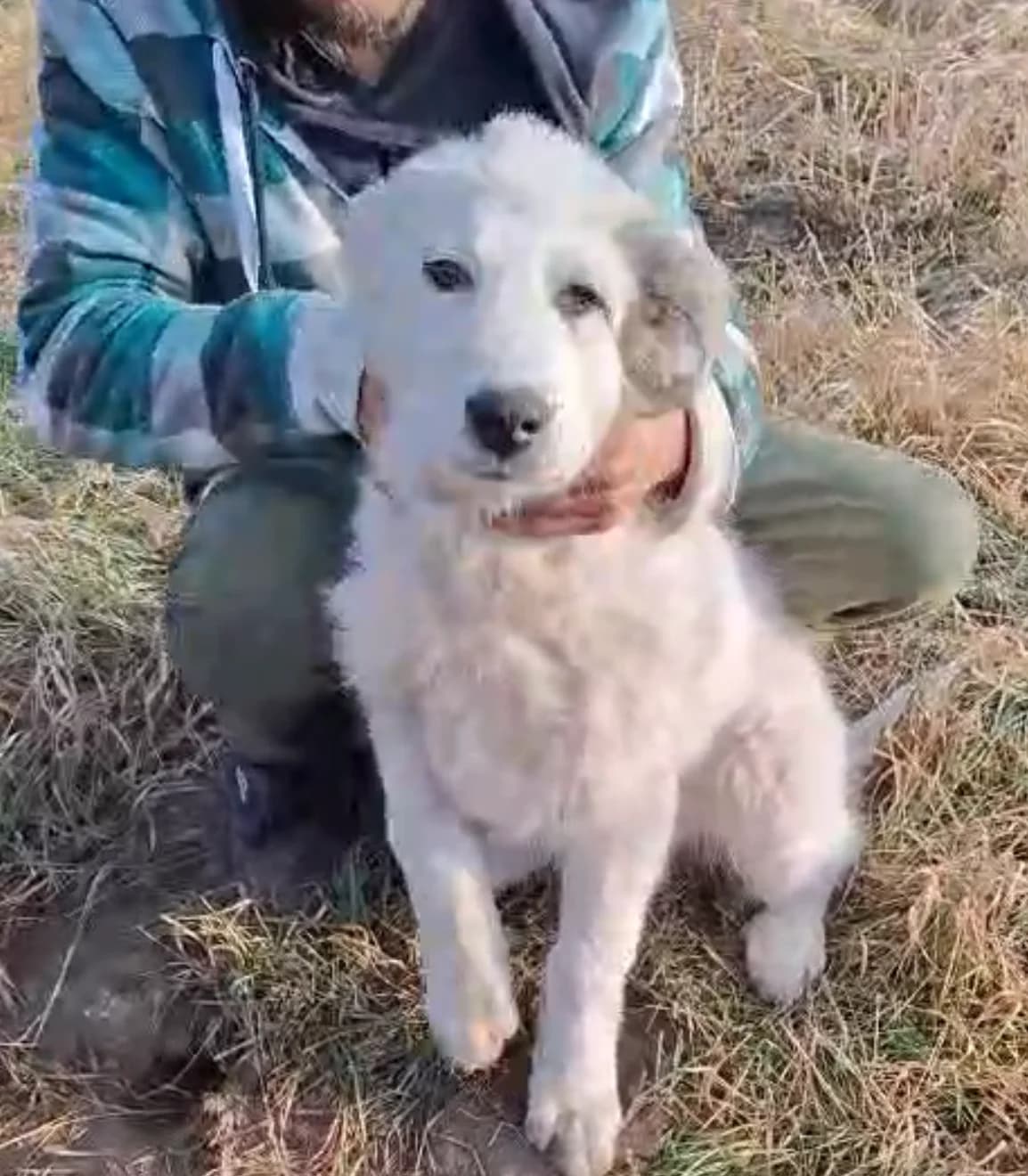Jaro, male Mixed Breed for adoption at Glückshunde Schweiz, Glueckshunde photo 2