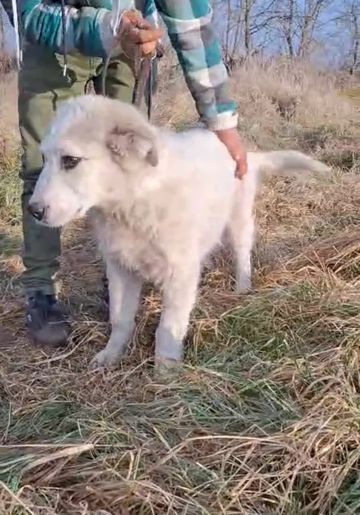 Jaro, male Mixed Breed for adoption at Glückshunde Schweiz, Glueckshunde photo 3
