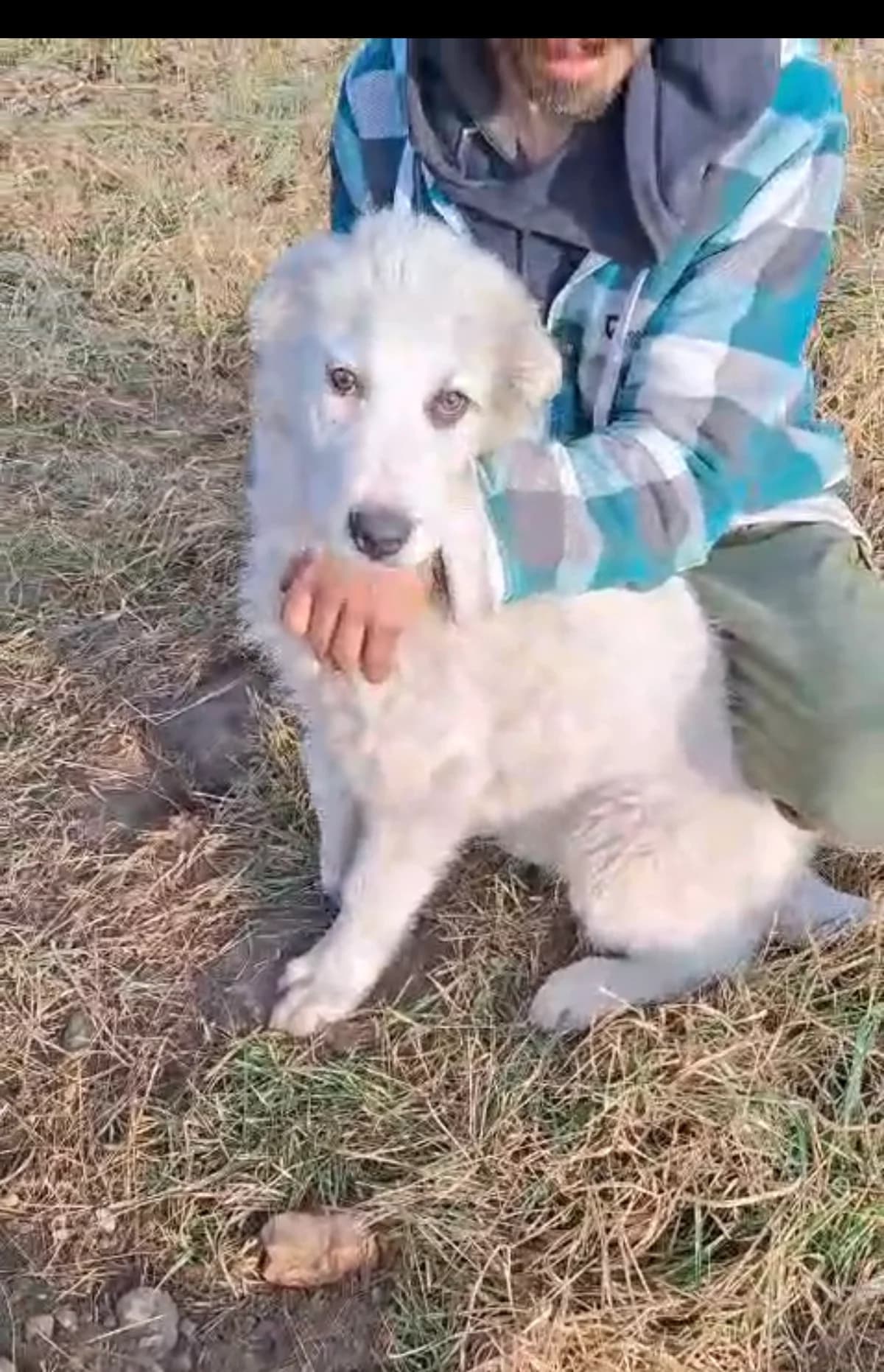 Jaro, male Mixed Breed for adoption at Glückshunde Schweiz, Glueckshunde photo 4