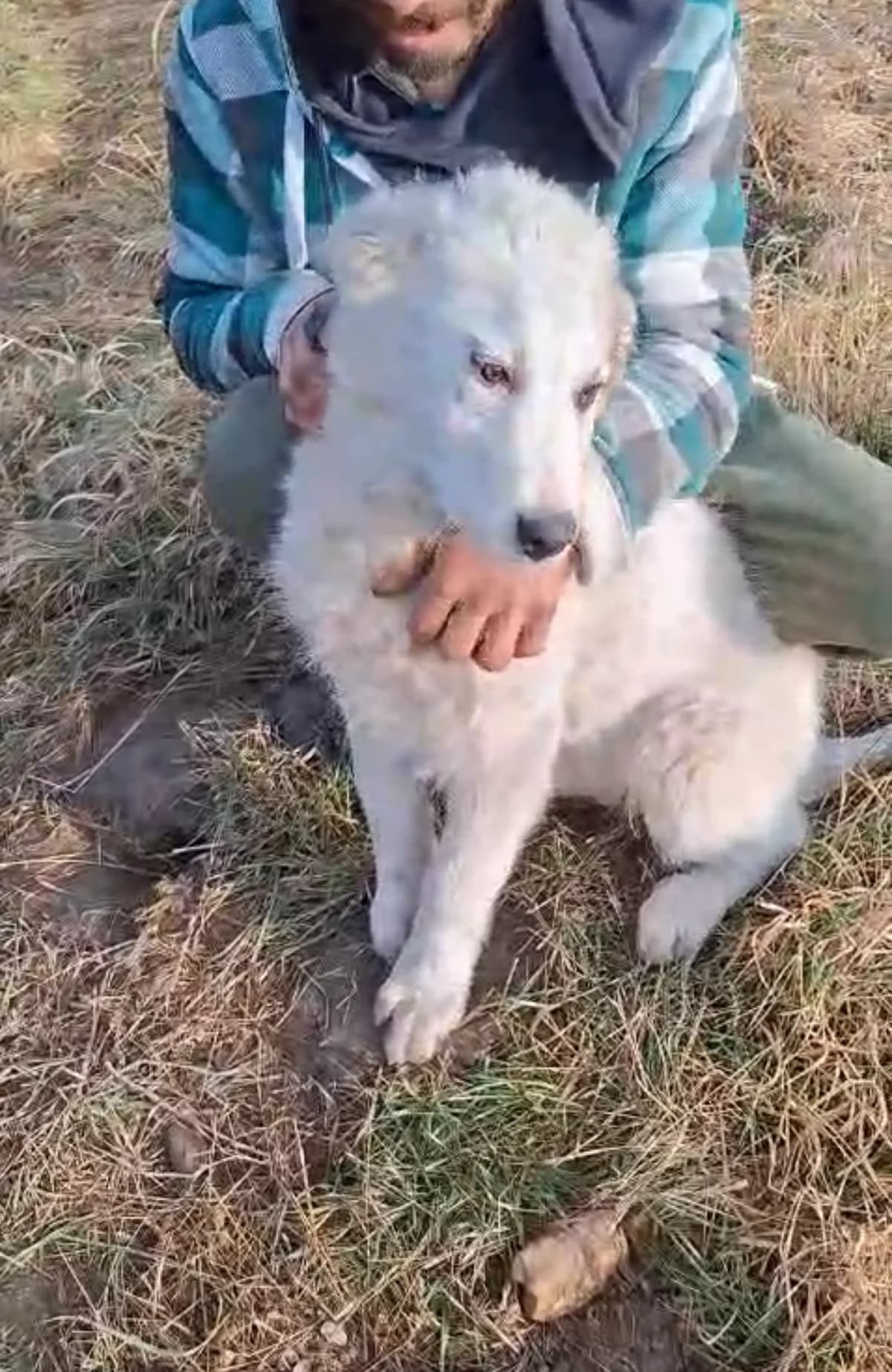 Jaro, male Mixed Breed for adoption at Glückshunde Schweiz, Glueckshunde photo 5