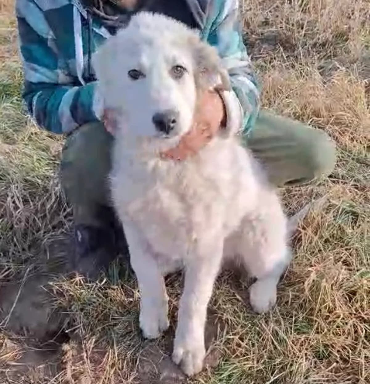 Jaro, male Mixed Breed for adoption at Glückshunde Schweiz, Glueckshunde photo 6
