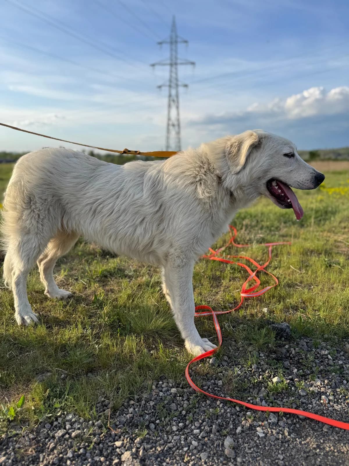 Jaro, male Mixed Breed for adoption at Glückshunde Schweiz, Glueckshunde photo 7
