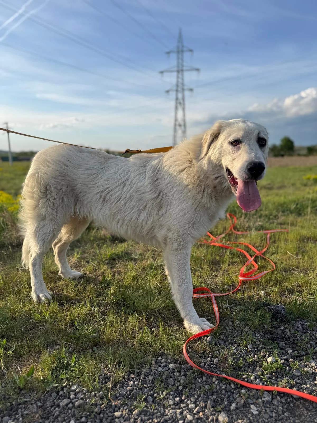 Jaro, male Mixed Breed for adoption at Glückshunde Schweiz, Glueckshunde photo 8