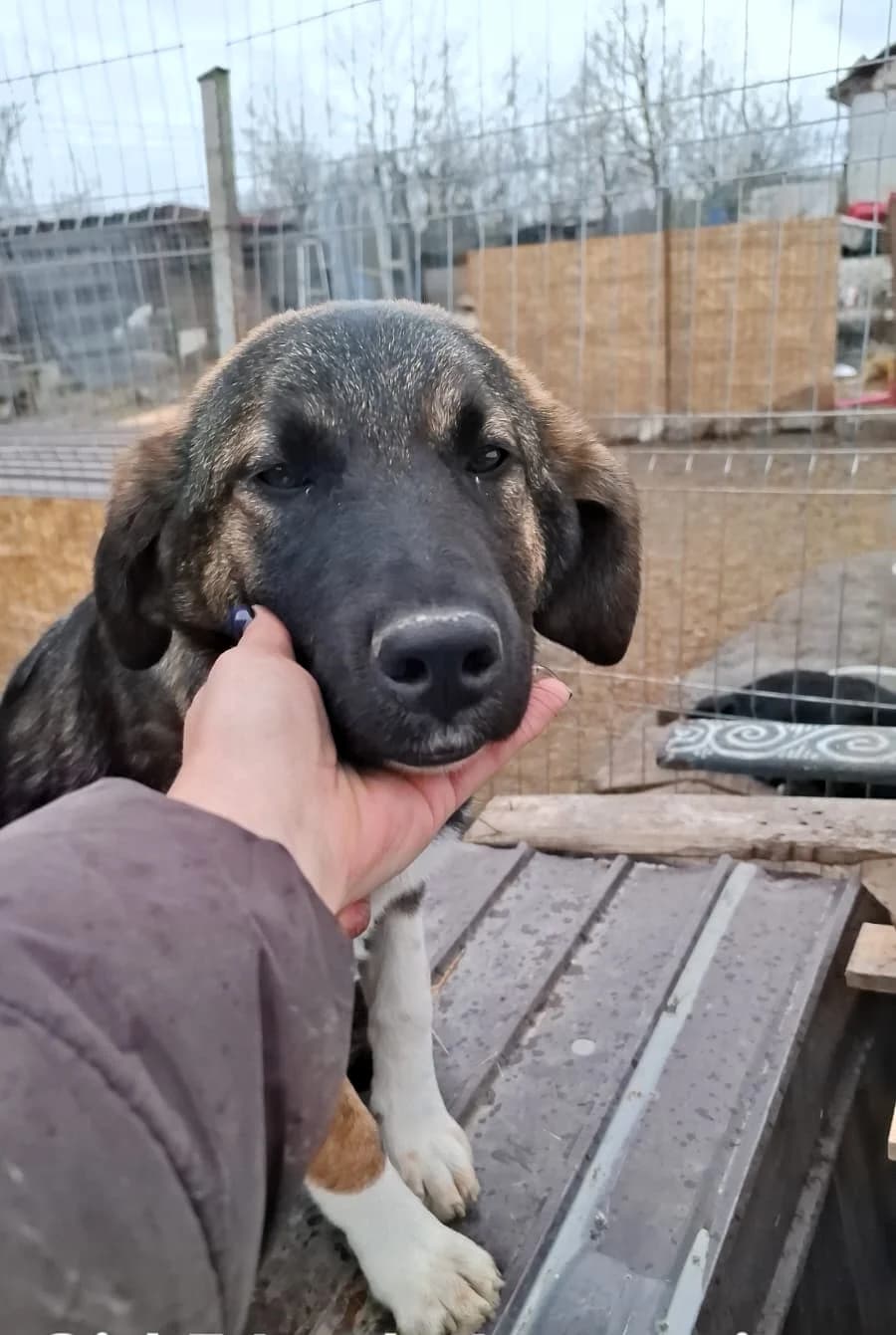 Josy, female Mixed Breed for adoption at Glueckshunde