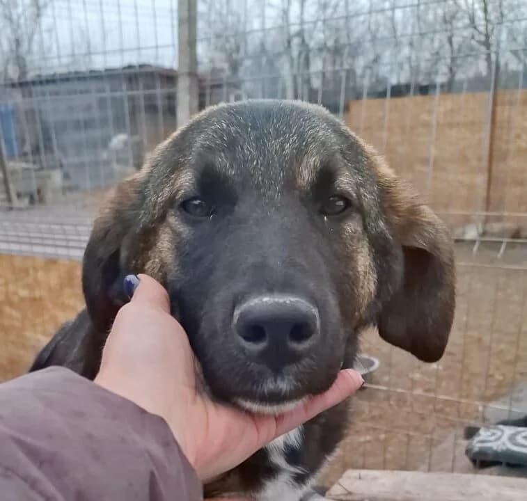 Josy, female Mixed Breed for adoption at Glückshunde Schweiz, Glueckshunde photo 2