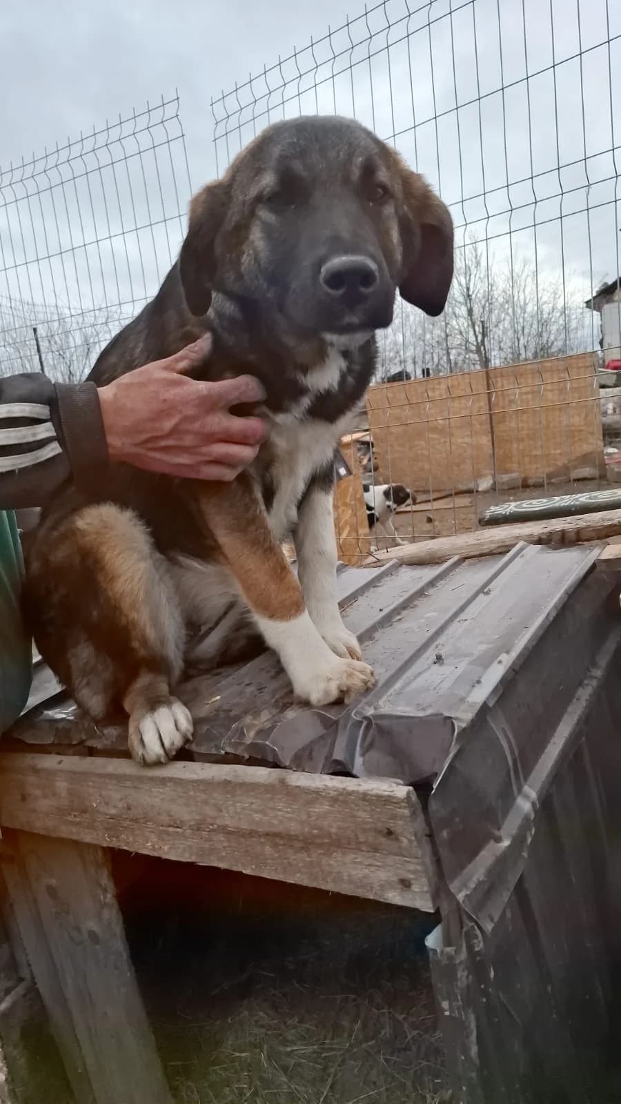 Josy, female Mixed Breed for adoption at Glückshunde Schweiz, Glueckshunde photo 3