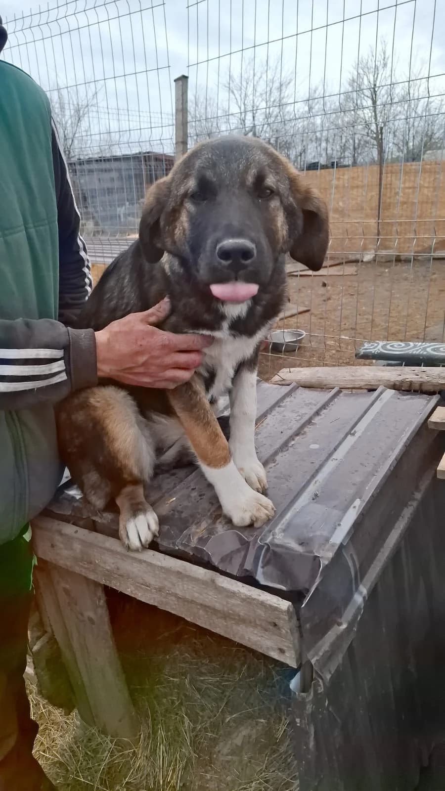 Josy, female Mixed Breed for adoption at Glückshunde Schweiz, Glueckshunde photo 4