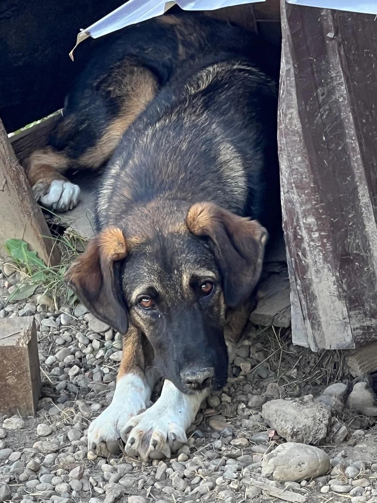 Josy, female Mixed Breed for adoption at Glückshunde Schweiz, Glueckshunde photo 5